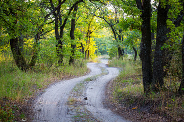 rut road in forest
