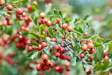 Hawthorn bush ripe