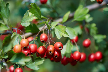 Hawthorn bush ripe