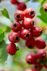Hawthorn bush ripe