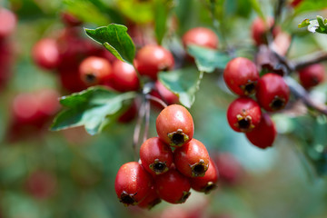 Hawthorn bush ripe