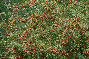Hawthorn bush ripe