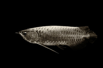 Arowana fish or dragon fish black and white