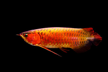 Arowana fish or dragon fish on a black background.