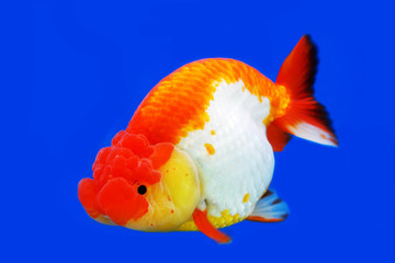 Beautiful fish in the cabinet