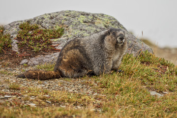 Hoary Marmot on Whistlers Mountain