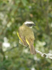 kiskadee bird iguazu park