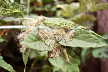 Aporia crataegi (black-veined white) caterpillars eating green acer leaves, close up macro detail,...