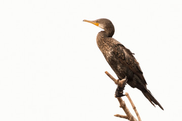 An Indian Cormorant (immature, Phalacrocorax fuscicollis), perched on a branch