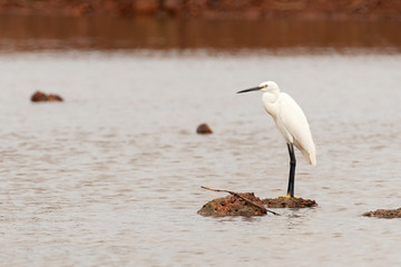 A lone Little Egret (Egretta garzetta), in breeding plumage, foraging or hunting at a lake in Goa, India