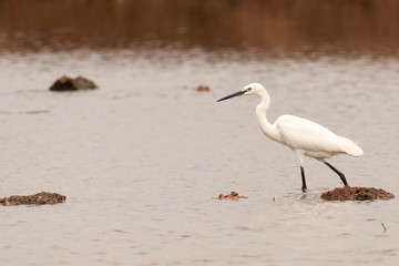 A lone Little Egret (Egretta garzetta), in breeding plumage, foraging or hunting at a lake in Goa, India