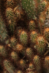 Obraz premium Cactus Bacground