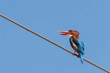 White-throated Kingfisher (Halcyon smyrnensis), perched on a power line