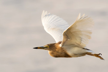 An Indian Pond Heron (Ardeola grayii), captured in flight over a water body in Goa, India