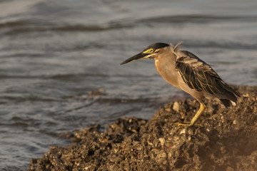 A Striated Heron (Butorides striata), foraging by a water body in Goa, India