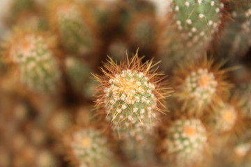 Cactus Bacground