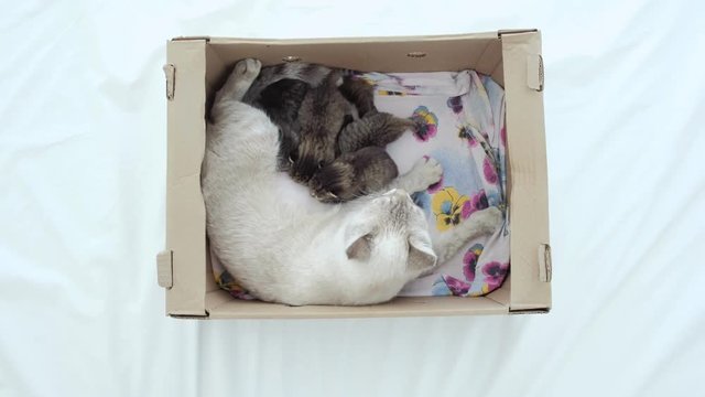 White mother cat feeding her gray baby kittens in carton box.