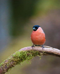 Bullfinch