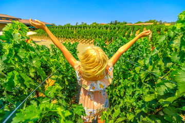 Scenic landscape of vineyard winery grape picking. Carefree woman with open arms enjoys in rows of...