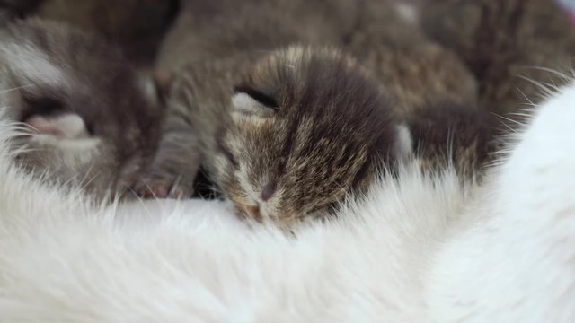 Close up of a blind newborn kittens sleeping on mothers belly.