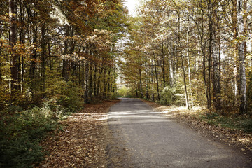 Autumn road background and free space for your decoration. 