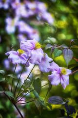Close up flowers background, Amazing view of colorful pink.