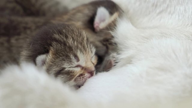 Close up of a blind newborn kittens sleeping on mothers belly.