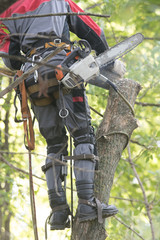 Man sawing a tree using a chainsaw. The man is wearing safety equipment clothes