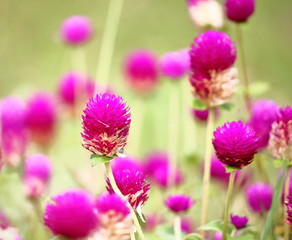 beautiful globe amaranth flower fresh in nature