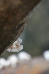 mushroom herb and vegetarian in fresh forest