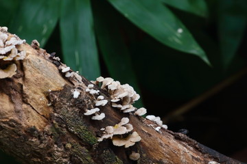 mushroom herb and vegetarian in fresh forest