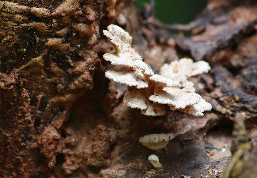 mushroom herb and vegetarian in fresh forest
