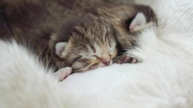 Close up of a blind newborn kittens sleeping on mothers belly.