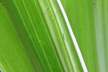 fresh green leaves on texture and background