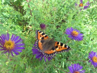 бабочка крапивница