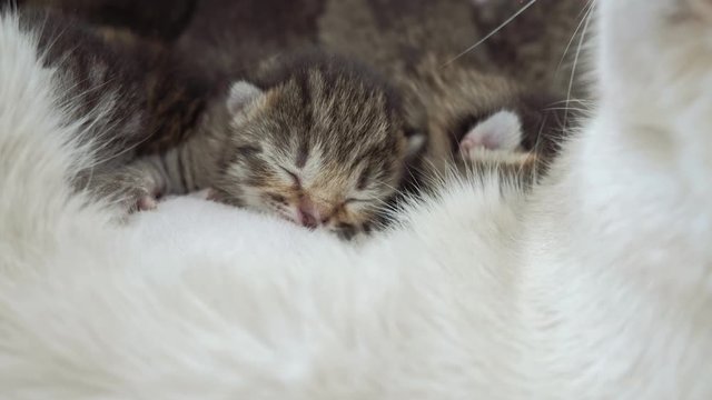 Mother cat feeding her gray baby kittens