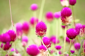 Fototapeta premium beautiful globe amaranth flower fresh in nature