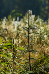 Spindelnät med dagg på granplantor