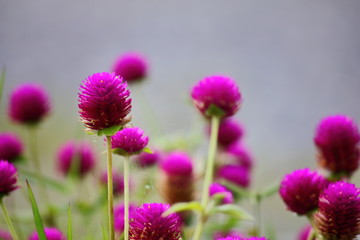 beautiful globe amaranth flower fresh in nature