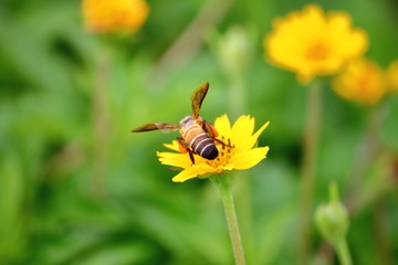 bee on beautiful fresh flower in garden
