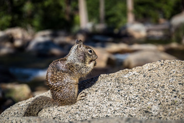 Eichhörnchen sitzt auf einem Felsen