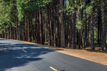 Strasse mit Bäume im Yosemite Nationalpark
