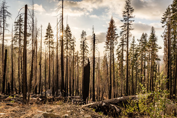 Abgebrannte Bäume in einem Nationalpark