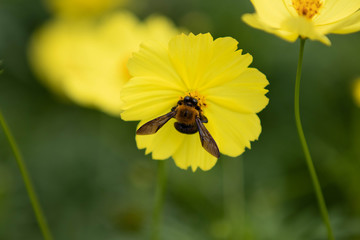 黄花コスモスとくまばち