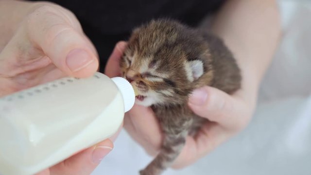 Close up of womans hands feeding little cute kitten.