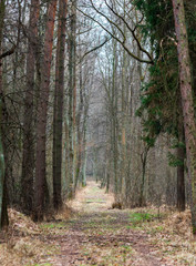 the Niepolomice Forest near Krakow