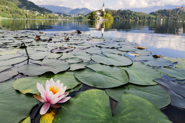 Water lily on Bled lake