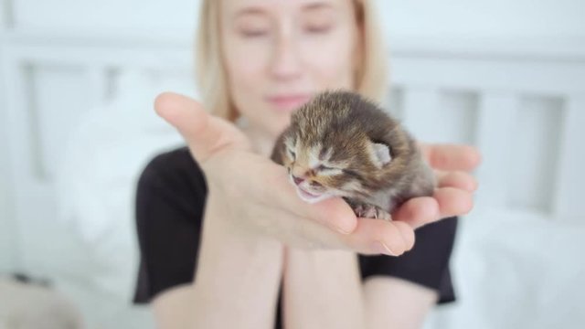 Woman holding newborn kitten in hands close up.