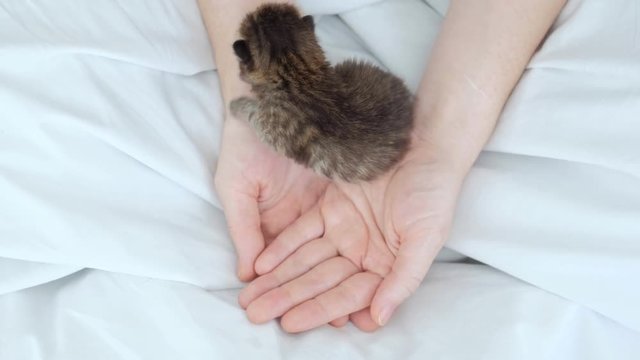 Blind newborn kitty crawling on womans hands.