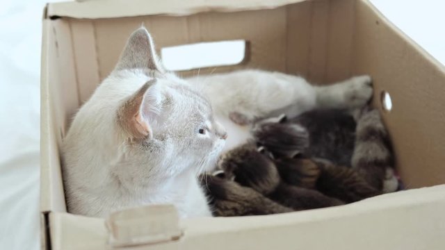Close up of white mother cat feeding her gray baby kittens in carton box.